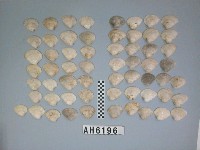 藏品(蜆)的圖片